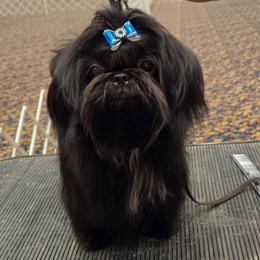 Boba - Black female Shih Tzu puppy in Riverside, California from Raincross Shih Tzu