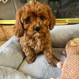 Brady - Red male Cavapoo puppy in Temecula, California from Designer Doodles