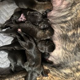 Dutch Shepherds from KyMi Farms