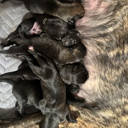 Dutch Shepherds from KyMi Farms