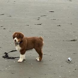 Australian Shepherd Puppies from Quiet Cove Kennels