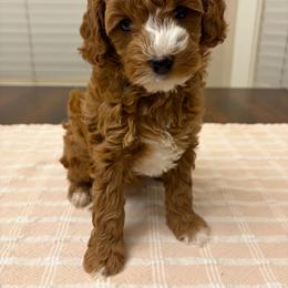 Pink - Red  female Goldendoodle puppy in Meridian, Idaho from Greenfield Goldendoodles