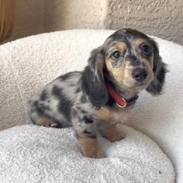 Boy 1 - Dapple male Dachshund puppy in Goodyear, Arizona from AZ Royal Doxies llc
