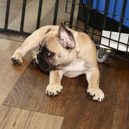 French Bulldog Puppies from Camp Fine Frenchies