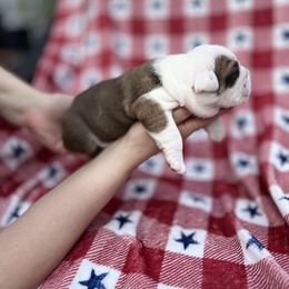 Bulldog Puppies from Sweet Rolls