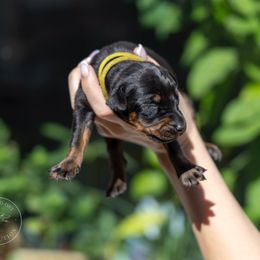 Yellow Girl - Black and rust Doberman Pinscher puppy in Old Bridge, New Jersey from Wizard Ost Revolution kennel