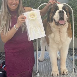Saint Bernards and Siberian Huskies from Pachodi Kennels