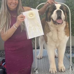 Saint Bernards and Siberian Huskies from Pachodi Kennels