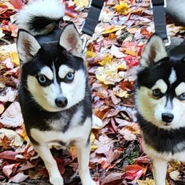 Alaskan Klee Kai and Labrador Retrievers from Family Friendly Labradors & Klee Kai