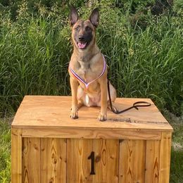 Dutch Shepherd and xDutch Shepherd All Grown Up from Raw Nature K9