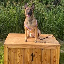 Dutch Shepherd and xDutch Shepherd All Grown Up from Raw Nature K9
