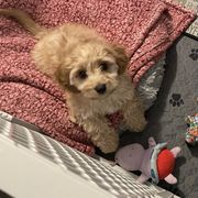 Tucker - Tan and white male Cavachon puppy in Ellenville, New York from Lindy’s Cavachons