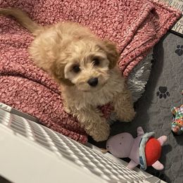 Tucker - Tan and white male Cavachon puppy in Ellenville, New York from Lindy’s Cavachons