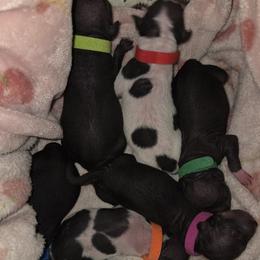 Small Pied Male - White and black male American Hairless Terrier puppy in Alabama from Flipside Dogs