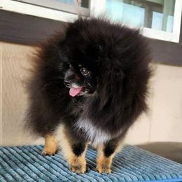 Lace - Pomeranian