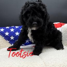 Tootsie - Black female Poodle puppy in Salem, Missouri from Meadowbrook Poodles