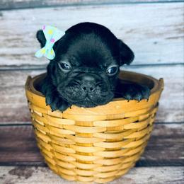 Sweet Pickle - Brindle and white female French Bulldog puppy in Tampa Bay, Florida from Woodpecker Ridge Pups