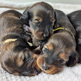 Apollo - Red male Dachshund puppy in Danbury, New Hampshire from Maplewood Mountain Farm