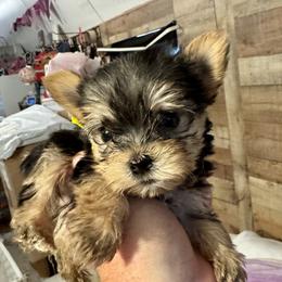 Maltese, Morkie, and Yorkshire Terrier Puppies from North Carolina Maltese, Yorkies & Morkies(previously California Maltese, Yorkies & Morkies)