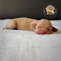 Liberty - Cream female Dachshund puppy in Lumber City, Georgia from Willow Run LLC