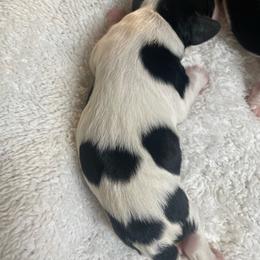 Thomas - Tri-color male Cavalier King Charles Spaniel puppy in London, Arkansas from Frosty’s Cavaliers