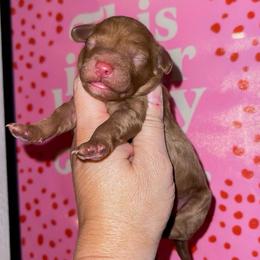 Apple Cider - Red  female Goldendoodle puppy in Hopkins County, Texas from Boutique Doodles