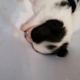 Spot - White and black male Papillon puppy in Kenly, North Carolina from Otto’s Papillons
