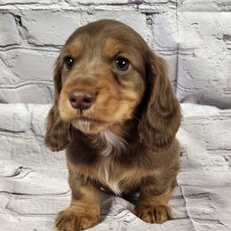 Thumper (green collar) - Dapple male Dachshund puppy in Anaconda, Montana from Williams Family Dachshunds