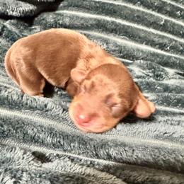 Harry Potter - Chocolate and tan male Dachshund puppy in San Antonio, Texas from Chocolate Pet Connection