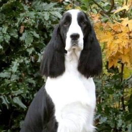 English Springer Spaniels and Labrador Retrievers from Brae Kennels
