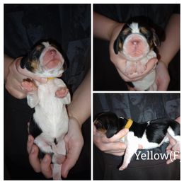 Yellow - Black brown and white female Basset Hound puppy in Highland, Michigan from Dream Hounds of Michigan