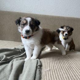 Collie and Companion Cross Puppies from Oasis Companion Canines