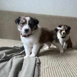 Collie and Companion Cross Puppies from Oasis Companion Canines