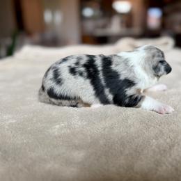 Miniature Australian Shepherd Puppies from Dripping Springs Mini Aussies