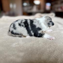 Miniature Australian Shepherd Puppies from Dripping Springs Mini Aussies