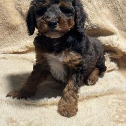 Perry - Merle male Goldendoodle puppy in Lancaster, Kentucky from Dream Paws Puppies, LLC