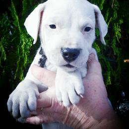 Shenzi - Dogo Argentino puppy from Debonair Dogos