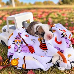 Ghost - Red male Pembroke Welsh Corgi puppy in Rose, Nebraska from Clearsky Corgis