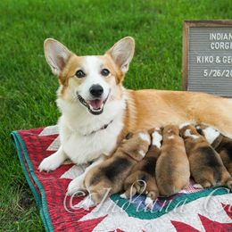 Pembroke Welsh Corgi Puppies from Indiana Corgis LLC