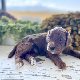 River - Red  male Goldendoodle puppy in Burley, Idaho from Gold Country mini doodles
