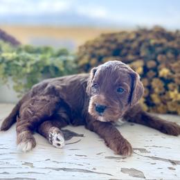 River - Red  male Goldendoodle puppy in Burley, Idaho from Gold Country mini doodles