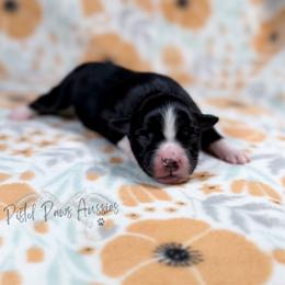 Loki - Black tri male Toy Australian Shepherd puppy in Liberty Hill, Texas from Pistol Paws Aussies