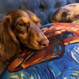 Maggie May - Dachshund