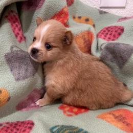 Sassy's boy 1 - Cream parti male Pomeranian puppy in Decatur, Iowa from Lisa Greenhalgh