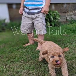 Bernedoodle and Cavapoo Puppies from Wag'in Tails