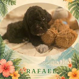 Boy 5 - Brown male Lagotto Romagnolo puppy in Salida, California from Harper's Lagotti