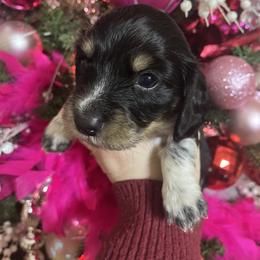 Dachshund Puppies from MJ Family Farm