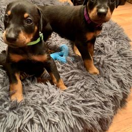 Doberman Pinscher Puppies from Spellbound Doberman Pinschers