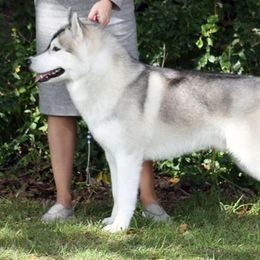 Tex - Siberian Husky