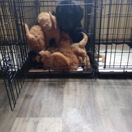 Labradoodle Puppies from Sakura Pups